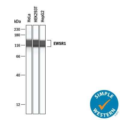 Simple Western: EWSR1 Antibody [NB200-182]