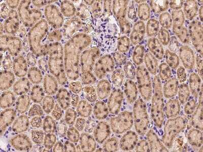 Immunohistochemistry-Paraffin: EXOC5 Antibody [NBP2-99472]