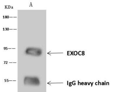 Immunoprecipitation: EXOC8 Antibody [NBP3-12607]