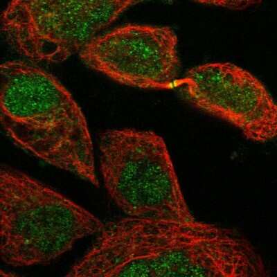 Immunocytochemistry/ Immunofluorescence: EXOD1 Antibody [NBP1-87941]