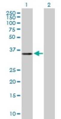 Western Blot: EXOD1 Antibody [H00112479-B01P]