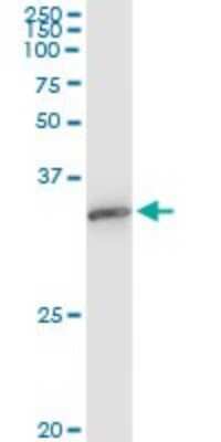 Immunoprecipitation: EXOSC3 Antibody (5C3) [H00051010-M03]