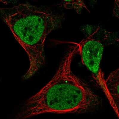 Immunocytochemistry/ Immunofluorescence: EXOSC3 Antibody [NBP1-91874]