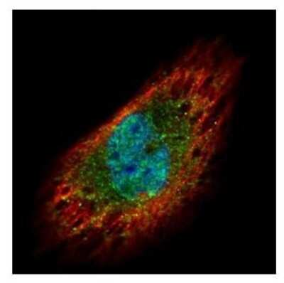 Immunocytochemistry/ Immunofluorescence: EXOSC3 Antibody [NBP2-16392]