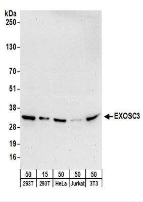 Western Blot: EXOSC3 Antibody [NBP2-22261]