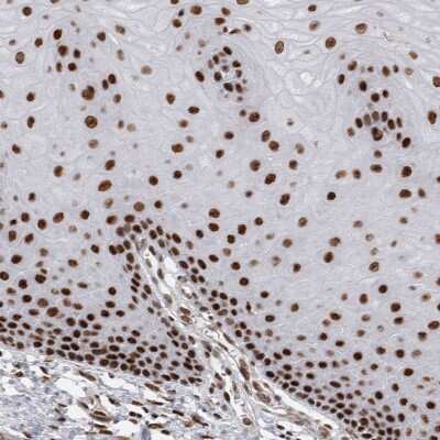 Immunohistochemistry-Paraffin: EYA2 Antibody [NBP1-84026]