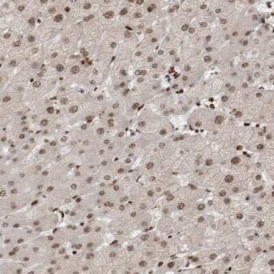 Immunohistochemistry-Paraffin: EYA2 Antibody [NBP1-84026]