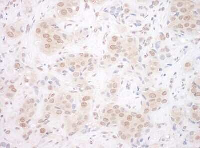 Immunohistochemistry: EYA3 Antibody [NBP1-46818]