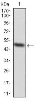 Western Blot: EZH2/KMT6 Antibody (6G4F4)BSA Free [NBP2-52463]
