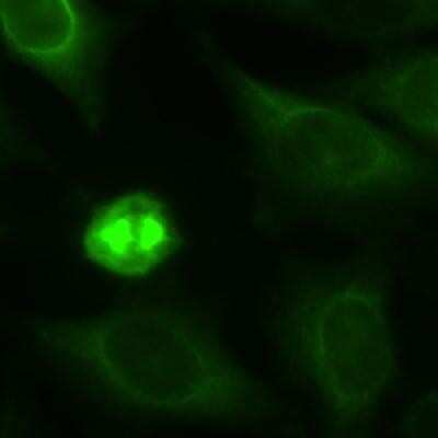 Immunocytochemistry/ Immunofluorescence: Eg5 Antibody [NB500-181]