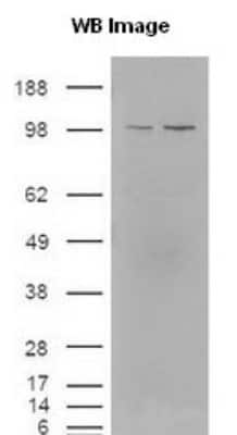 Western Blot: Eg5 Antibody [NB500-181]