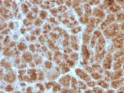 Immunohistochemistry-Paraffin: Elastase Antibody (CELA3B/1257) - Azide and BSA Free [NBP2-54301]