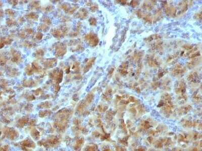 Immunohistochemistry-Paraffin: Elastase Antibody (CELA3B/1257) - Azide and BSA Free [NBP2-54301]