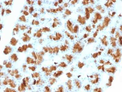 Immunohistochemistry-Paraffin: Elastase Antibody (CELA3B/1257) - Azide and BSA Free [NBP2-54301]