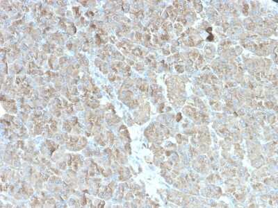 Immunohistochemistry-Paraffin: Elastase Antibody (rCELA3B/1811) [NBP3-07537]
