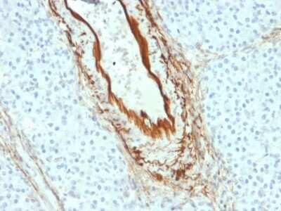 Immunohistochemistry-Paraffin: Elastin Antibody (ELN/2069) - Azide and BSA Free [NBP3-08889]