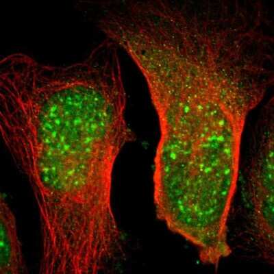 Immunocytochemistry/ Immunofluorescence: Elongin A Antibody [NBP1-87040]