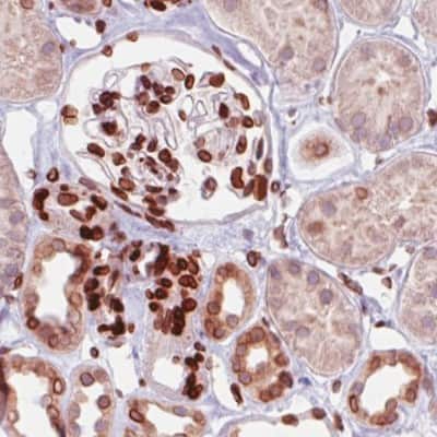 Immunohistochemistry-Paraffin: Emerin Antibody (CL0201) [NBP2-52876]