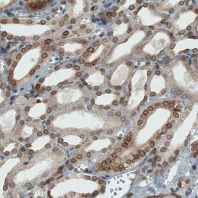 Immunohistochemistry-Paraffin: Emerin Antibody (CL0203) [NBP2-52877]