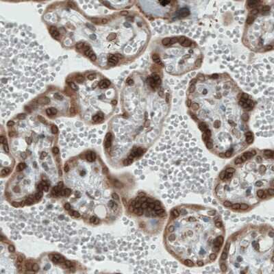 Immunohistochemistry-Paraffin: Emerin Antibody (CL0203) [NBP2-52877]