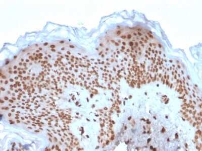 Immunohistochemistry-Paraffin: Emerin Antibody (EMD/2167) [NBP2-79784]