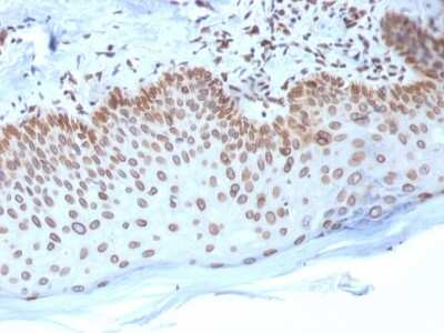 Immunohistochemistry-Paraffin: Emerin Antibody (EMD/2168) [NBP3-07151]