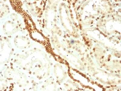 Immunohistochemistry-Paraffin: Emerin Antibody (EMD/2168) [NBP3-07151]