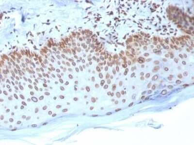 Immunohistochemistry-Paraffin: Emerin Antibody (EMD/2168) - Azide and BSA Free [NBP3-08893]