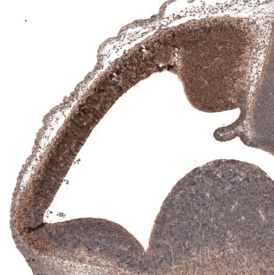 Immunohistochemistry-Paraffin: Emx1 Antibody [NBP1-86500]
