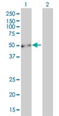 Western Blot: Enah/Vasp-like Antibody (5G1) [H00051466-M01]