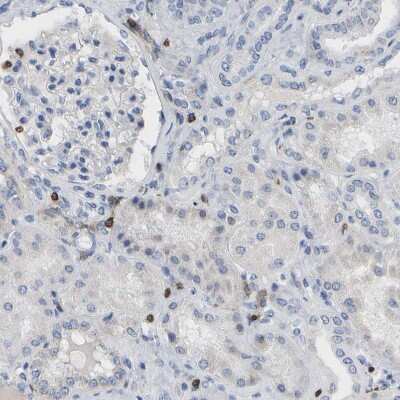 Immunohistochemistry-Paraffin: Enah/Vasp-like Antibody [NBP1-80831]
