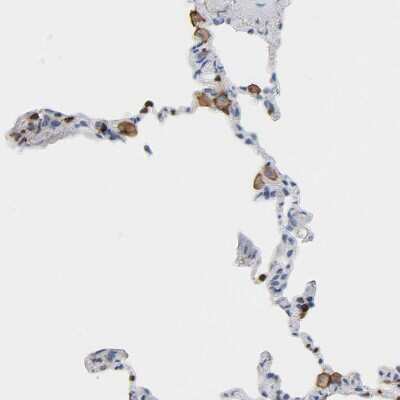 Immunohistochemistry-Paraffin: Enah/Vasp-like Antibody [NBP1-80831]