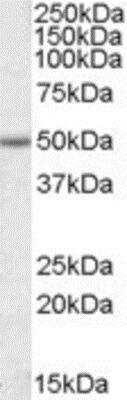 Western Blot: Enah/Vasp-like Antibody [NBP1-36954]