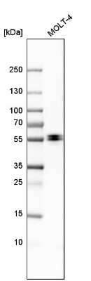 Western Blot: Enah/Vasp-like Antibody [NBP1-80831]