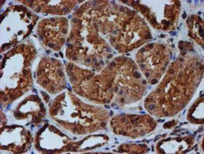 Immunohistochemistry-Paraffin: Endo G Antibody (OTI5F1) [NBP2-01696]