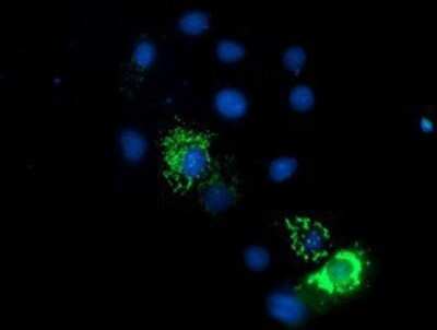Immunocytochemistry/ Immunofluorescence: Endo G Antibody (OTI5F1) - Azide and BSA Free [NBP2-70645]