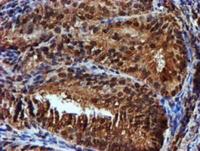 Immunohistochemistry: Endo G Antibody (OTI5F1) - Azide and BSA Free [NBP2-70645]