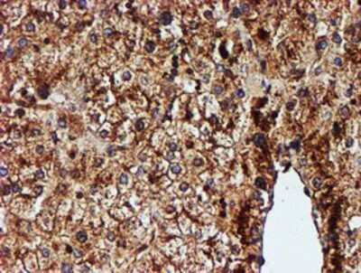 Immunohistochemistry: Endo G Antibody (OTI5F1) - Azide and BSA Free [NBP2-70645]