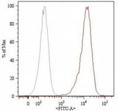 Flow (Cell Surface): Endoglin/CD105 Antibody (MEM-226) - BSA Free [NB500-452]