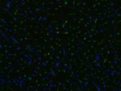 Immunocytochemistry/ Immunofluorescence: Endoglin/CD105 Antibody (MEM-229) - BSA Free [NB110-58718]