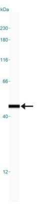 Simple Western: Endophilin B1/Bif-1 Antibody (30A882.1.1)BSA Free [NBP2-24733]