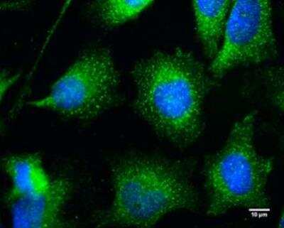 Immunocytochemistry/ Immunofluorescence: Endophilin B1/Bif-1 Antibody [NBP1-31130]
