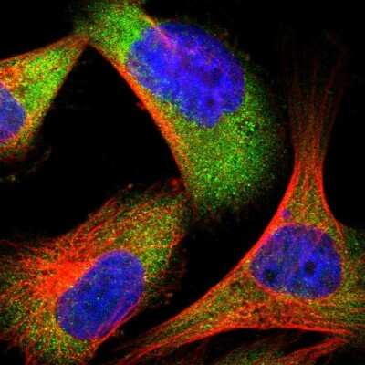 Immunocytochemistry/ Immunofluorescence: Endophilin B1/Bif-1 Antibody [NBP1-89972]