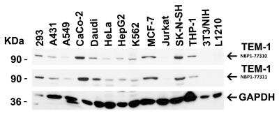Western Blot: Endosialin/CD248/TEM1 AntibodyBSA Free [NBP1-77310]
