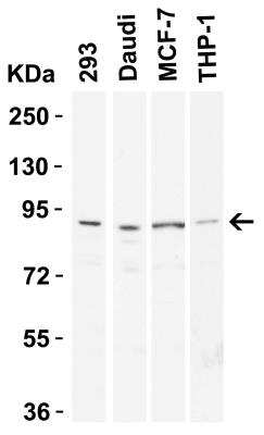 Western Blot: Endosialin/CD248/TEM1 AntibodyBSA Free [NBP1-77311]
