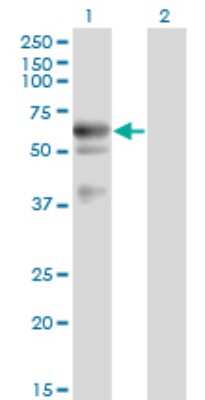 Western Blot: Endothelial Lipase Antibody (1E11) [H00009388-M02]