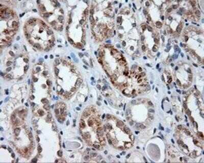 Immunohistochemistry-Paraffin: Endothelial Lipase Antibody (OTI1D9) [NBP2-02396]