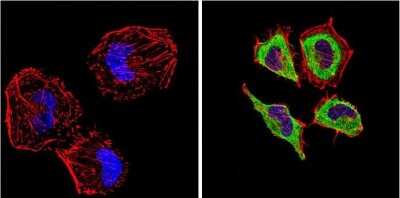Immunocytochemistry/ Immunofluorescence: Endothelin-1 Antibody (TR.ET.48.5) - BSA Free [NB300-526]