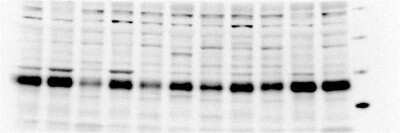 Western Blot: Endothelin 2 Antibody (3B4-1C5) [H00001907-M01]