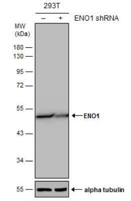 Western Blot: Enolase 1 Antibody (186) [NBP2-43701]